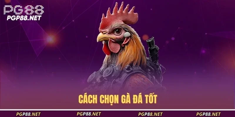 cach-chon-ga-da-tot